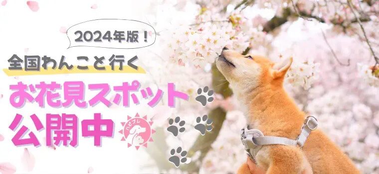 全国わんこといくお花見スポット2024年版に映る桜と芝犬