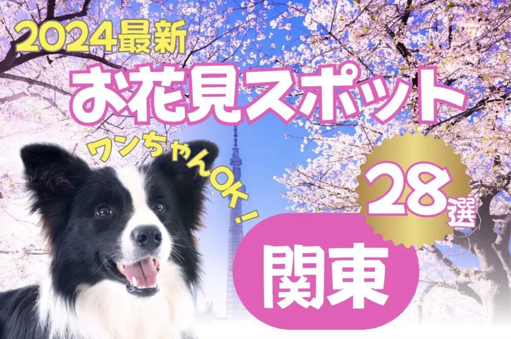 2024年犬と一緒に見る桜、花見スポット紹介