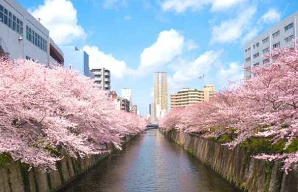 東京目黒川の桜花見スポット
