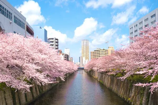 東京目黒川の桜花見スポット
