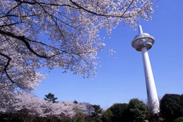 埼玉所沢の航空記念公園の桜