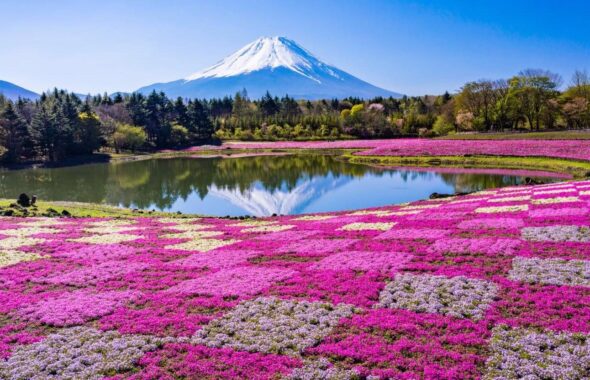 絨毯のような芝桜が有名な富士山
