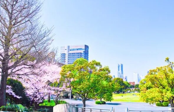 神奈川山下公園の桜