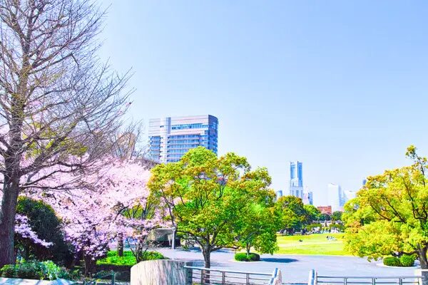 神奈川山下公園の桜