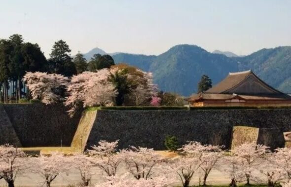 兵庫丹波篠山の篠山城跡の桜