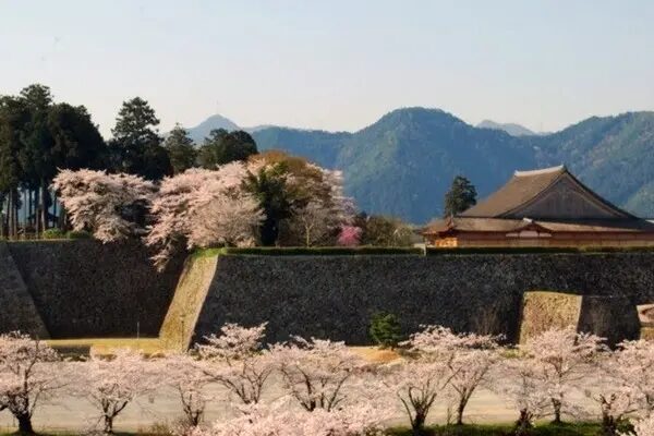 兵庫丹波篠山の篠山城跡の桜