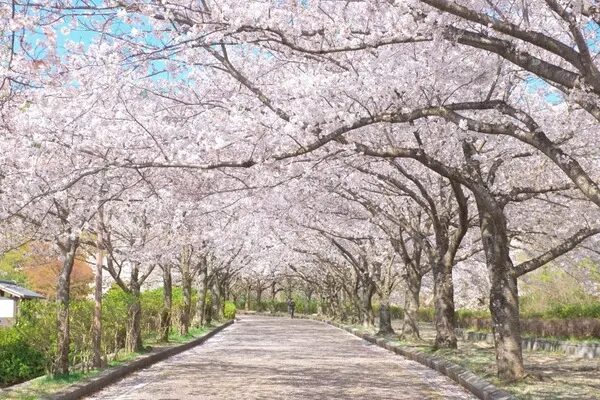 1500本の桜並木のある丹波「和らぎの道」